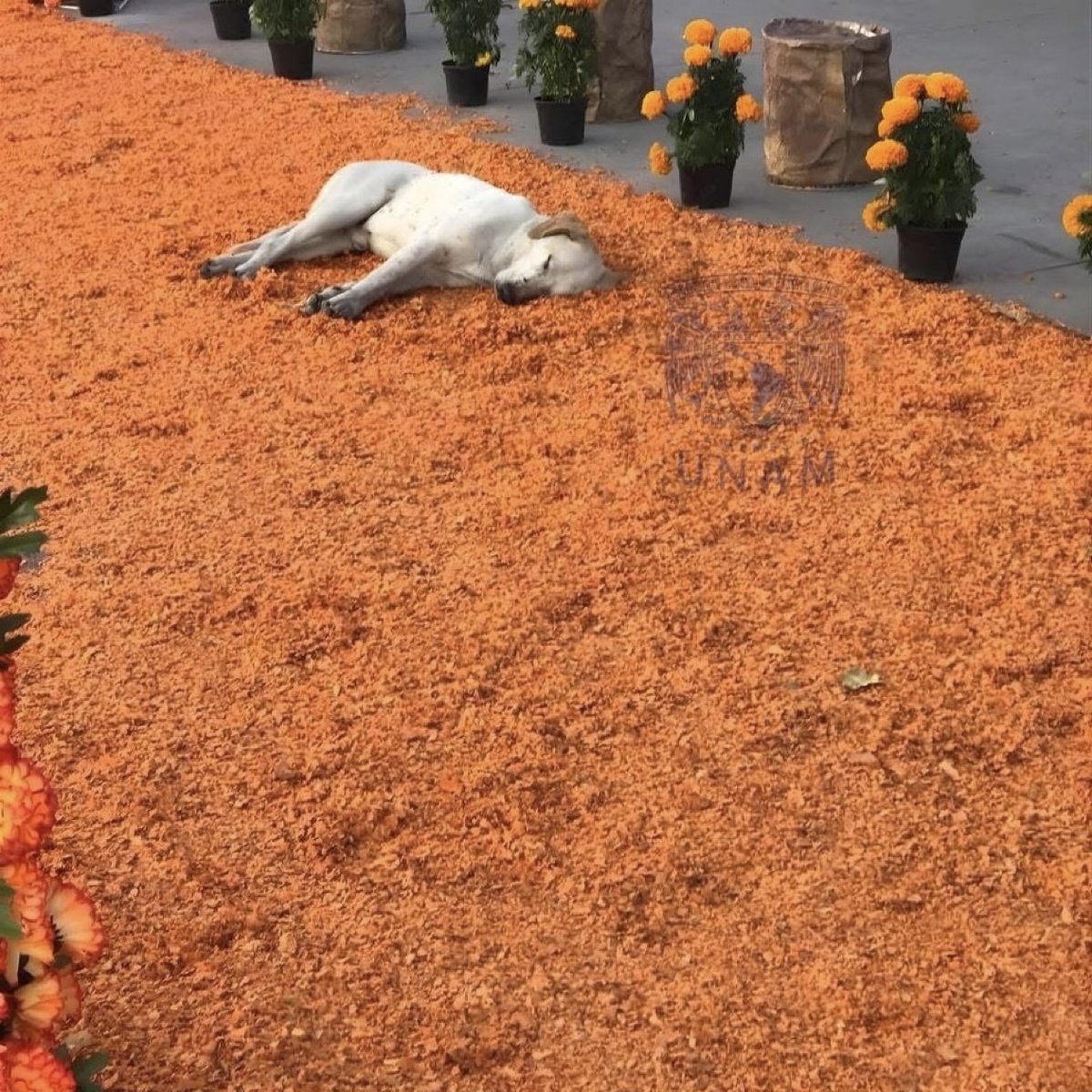 Guarromantico_'s tweet photo. El guía se durmió a medio camino 🐕🧡 https://t.co/ta8KMxCw2S