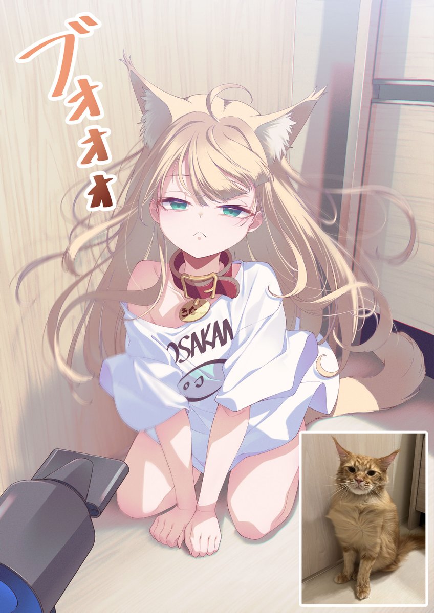 40hara's tweet photo. 不服そうな顔で乾かされている うちのねこ🐈💬
#うちのねこが女の子でかわいい https://t.co/h5F8SSliup