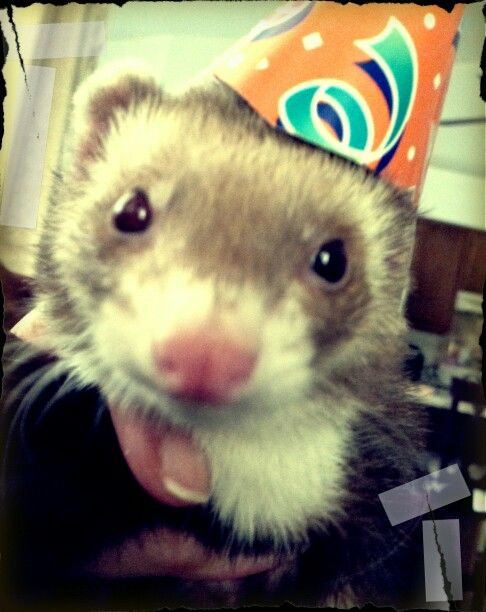 notrllyaghost's tweet photo. stares at you with my fert eyes https://t.co/ENYmMbgROa