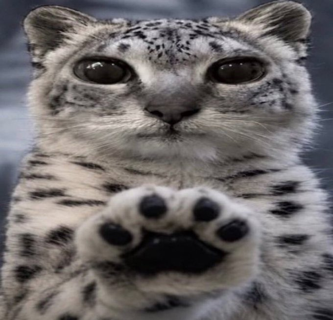 1nnxcentt's tweet photo. *paws at you* I am Groot?
*paws at you* I am Groot?
*paws at you* I am Groot?
*paws at you* I am Groot? https://t.co/2njLflDZG6