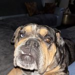 Photo by Millie The Olde English Bulldogge 🏴󠁧󠁢󠁳󠁣󠁴󠁿 (@stru31016)