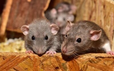 ero_clover's tweet photo. @Desspl4y_ Las ratas y ratones, son muy lindos https://t.co/Mqd1Lb221G