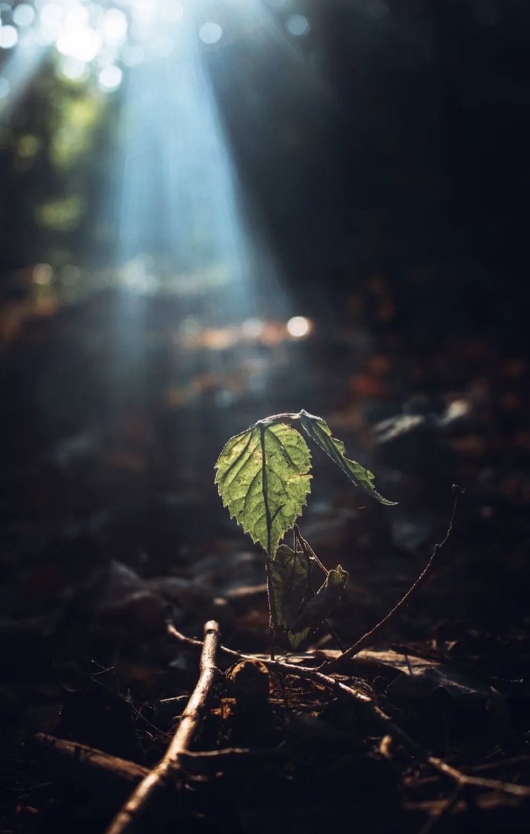 gypsyOTR's tweet photo. “Therefore, if anyone is in Christ, he is a new creation. The old has passed away; behold, the new has come.”
~2 Corinthians 5:17🕊 https://t.co/8KMzr2bhK3