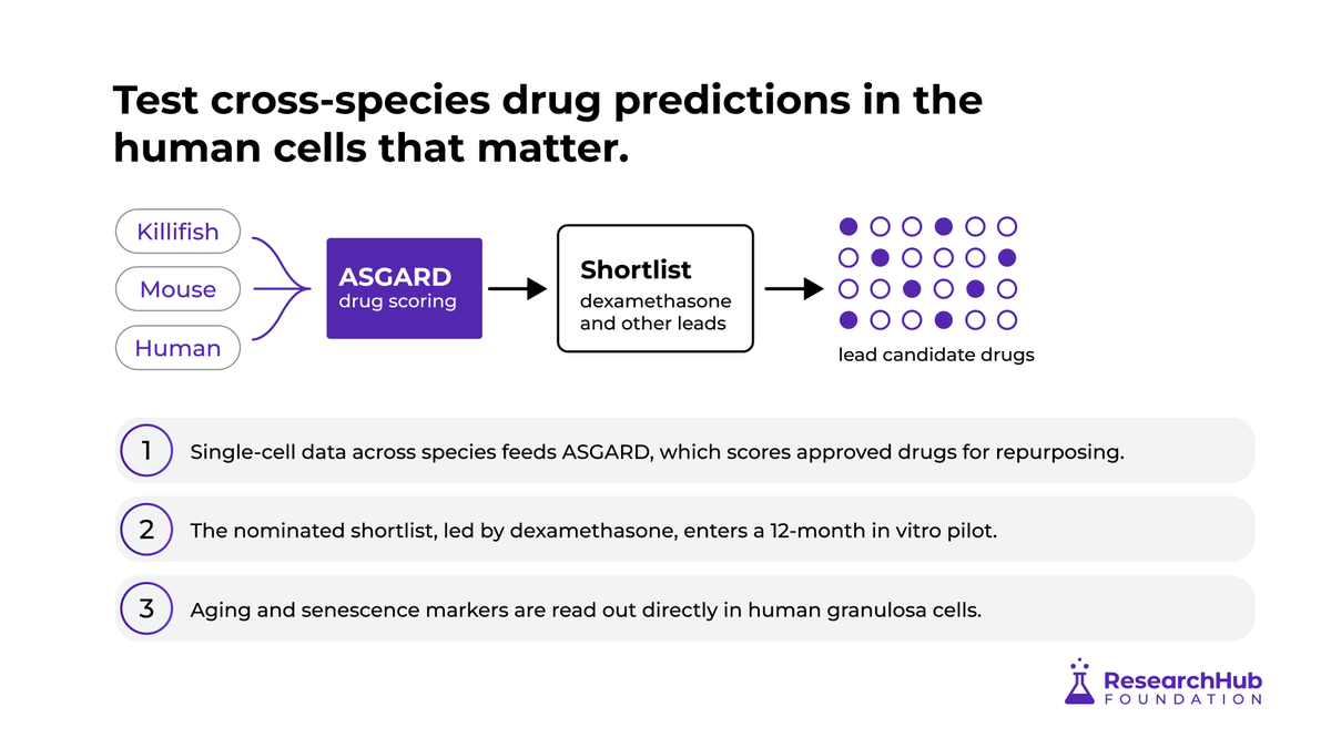 ResearchHubF's tweet photo. Dr. Benayoun's research will test whether these drug candidates can:

🔬 Reduce cellular senescence
🔬 Reverse molecular signs associated with ovarian aging https://t.co/5j5npd3DCL