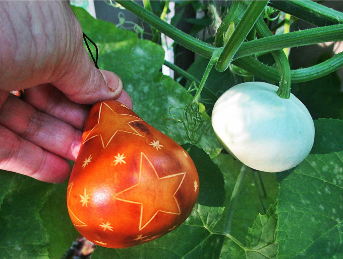 JolieBStudios's tweet photo. 'share your photos and help spread the beauty...' 
Here is one from my spinner gourd patch. The left I grew last year, the right, still growing and just about time for harvest. https://t.co/0AnsC0ynij