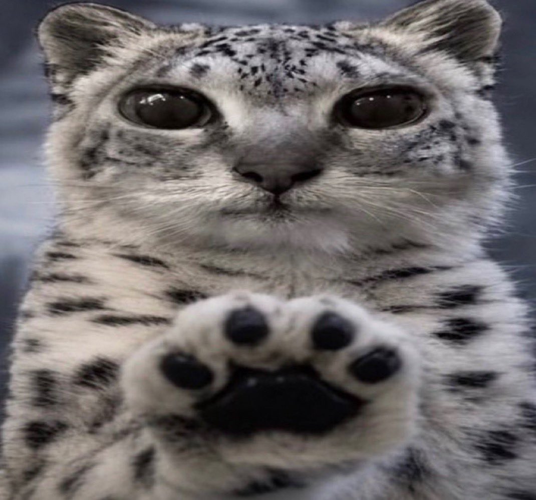 cynickiljoy's tweet photo. @vecurial @8000coral *paws at u* good morning https://t.co/FmoNU2pqGx