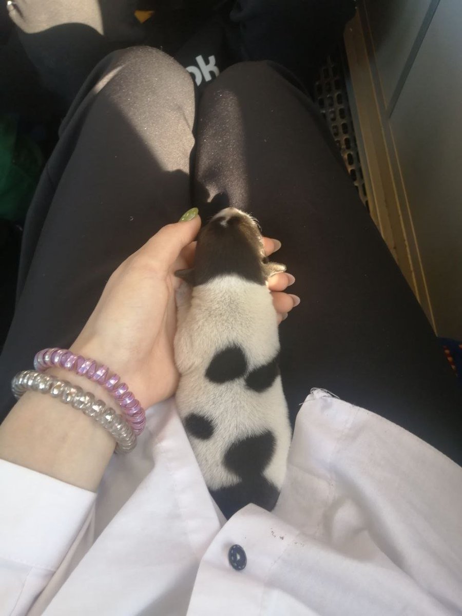 trvycnw's tweet photo. Эх как быстро растут дети. Это дворняжка, ее зовут Мики. Я подобрала ее с улицы и выкормила с соски. А сейчас она наглая и очень ленивая козявка ахаха. Ей 3 года сейчас https://t.co/yL3wsjivZL