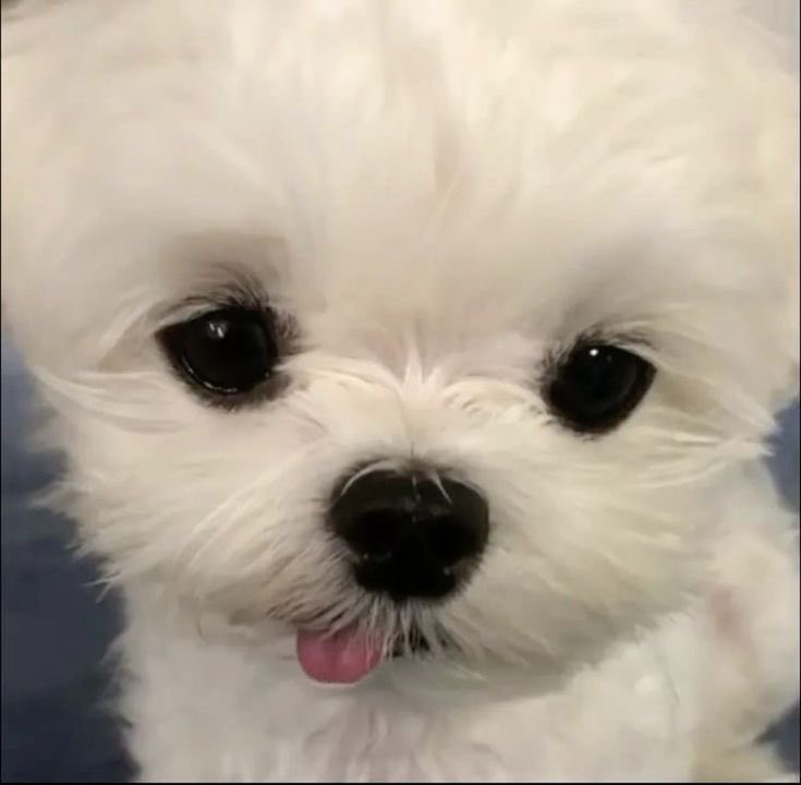 hoonssiren's tweet photo. boba missing hours are now :p https://t.co/TA6Vp9FaWz