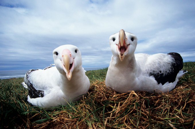 DavidUllrich202's tweet photo. Half of migratory animal species are in decline ― many face extinction

The first ever UN report into the state of migratory species suggests animals from sharks to sea birds face a bleak future

https://t.co/f9kkaV8Tjx

https://t.co/StKezMB4j5