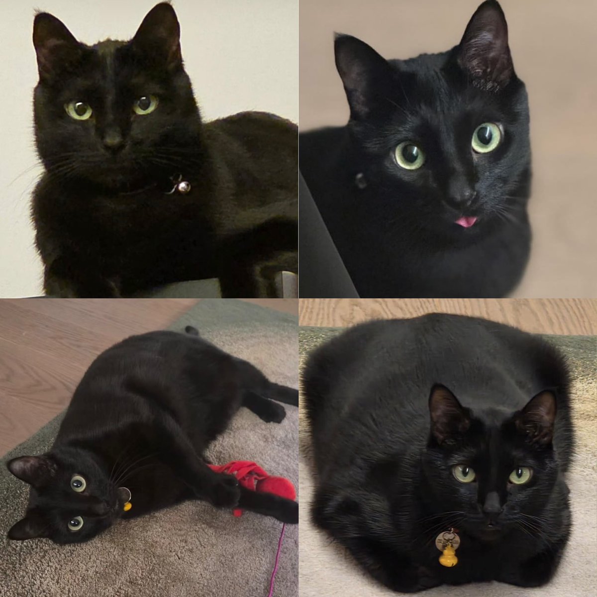 btsdaily77's tweet photo. The sweet thing is that Yoongi never forgets the big day for Tangie, and today is National Black Cat Day 🐾🐈‍⬛💜 https://t.co/CLgpd4lh72