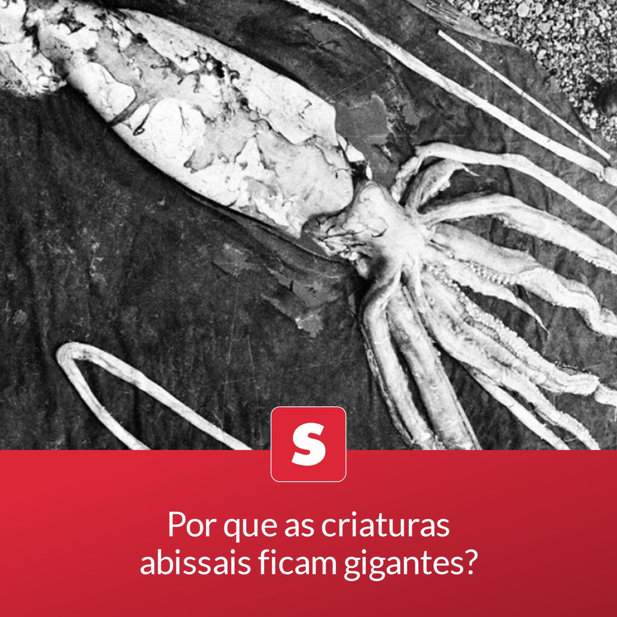 revistasuper's tweet photo. Combinação de fatores ajuda a entender casos incríveis como o da lula-gigante e lula-colossal
📖 Leia a matéria completa em: https://t.co/hxAAryweFv https://t.co/rDu7jplLzl