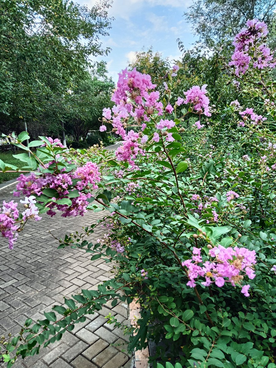 katana67489529's tweet photo. [秋の野で偶然見つけたキク科の花、薊（ジ）と芍薬（シャクヤク）が風に揺れる中、小さな蝶が優しく花びらに降りてきた。なんだか心が安らぐ一瞬、この景色を忘れたくなくてスマホを片手にずっと眺めてた。今日も小さな幸せを拾えた、そんな日です。] https://t.co/9dIOL8B0T0