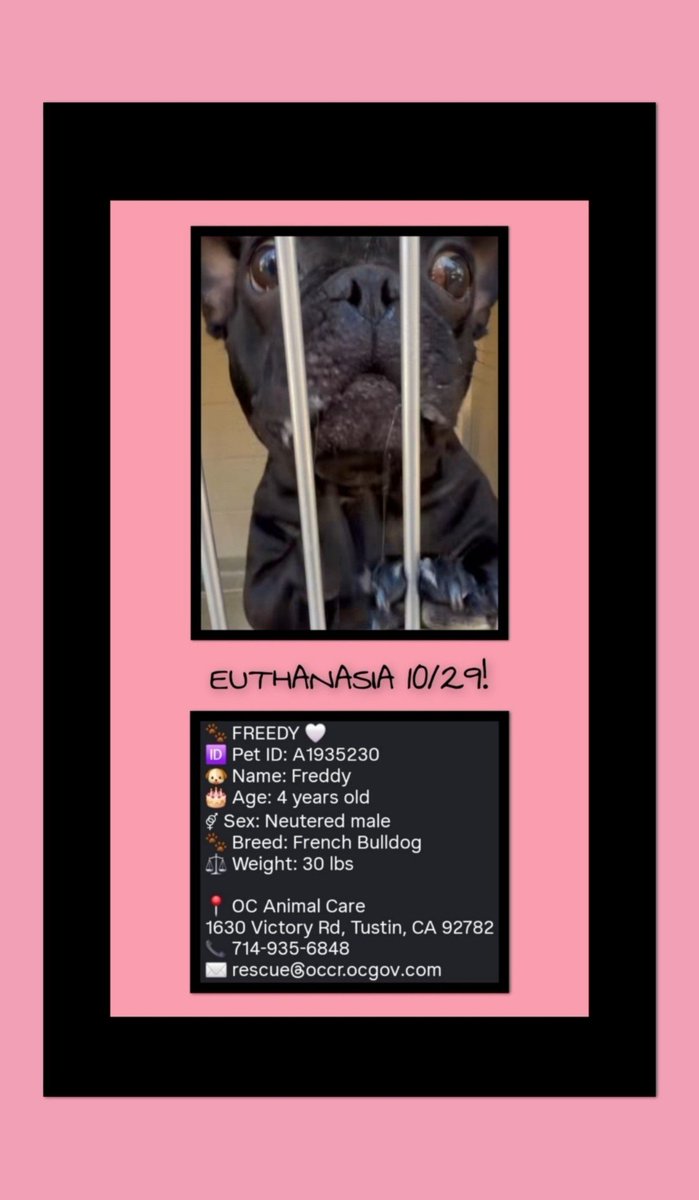 WestEndLondon8's tweet photo. FRENCH BULLDOG TO BE KILLED!🚨 Please save him! @OCAnimalCare
#Frenchie #Bulldog #Orange #Anaheim #Riverside #Malibu #Pasadena #Huntington #Beach #Hills #Coast #Pacific #Marina #Rancho #California #LosAngeles #SanDiego #WoodlandHills #Hollywood #Corona #Redlands #SantaMonica https://t.co/bDRQWQHyPG