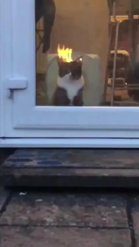iudexnoob's tweet photo. Imagine Neuvicat almost getting a heart attack because he sees the fire's reflection on Furicat 😭 https://t.co/eSjb1V90Qm