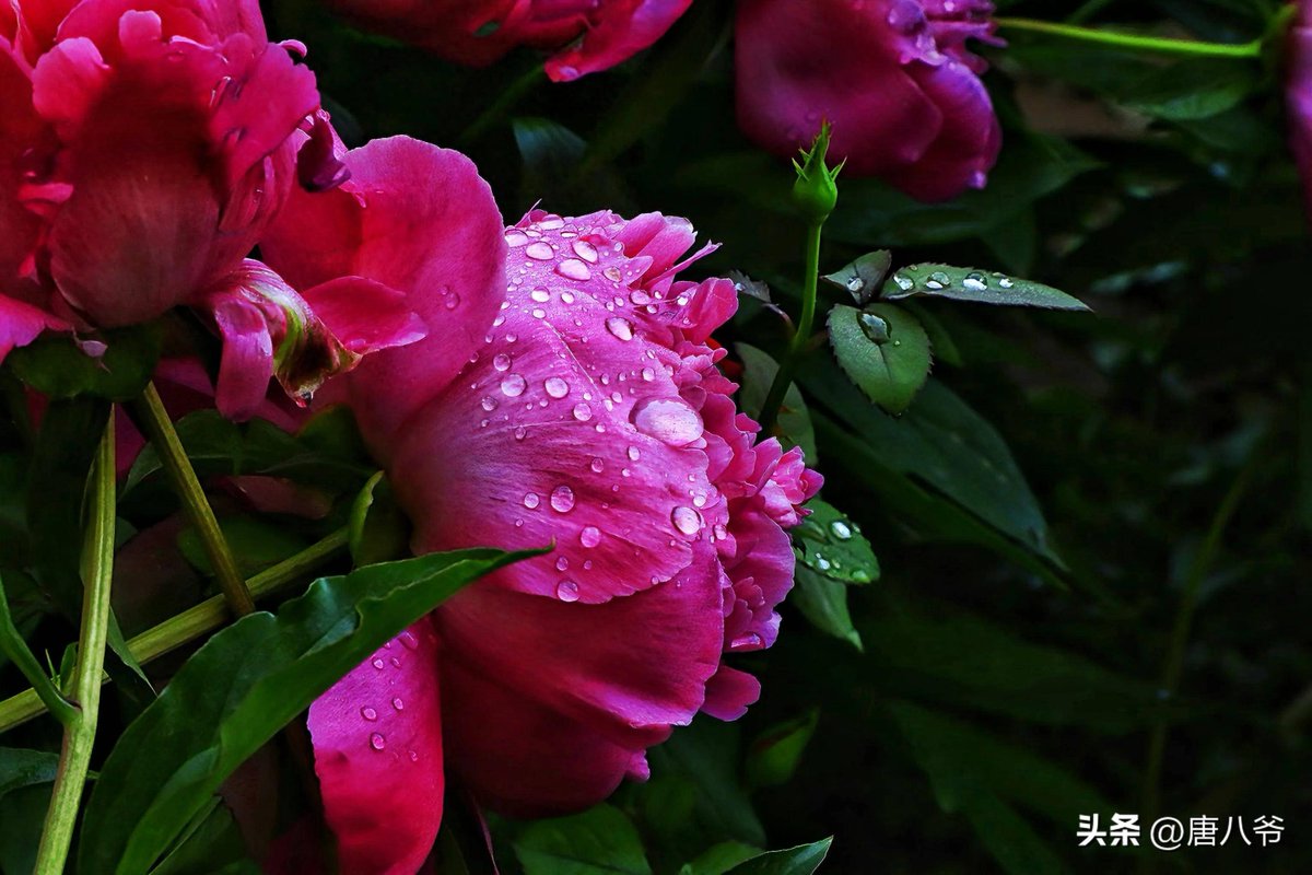 MATSUDAxevmq's tweet photo. 芍薬が咲く季節、疾走する風が街に春を満たす。散る花びらが水面に広がり、穏やかな日常が続くよう願う。 https://t.co/j8DzDoYgow