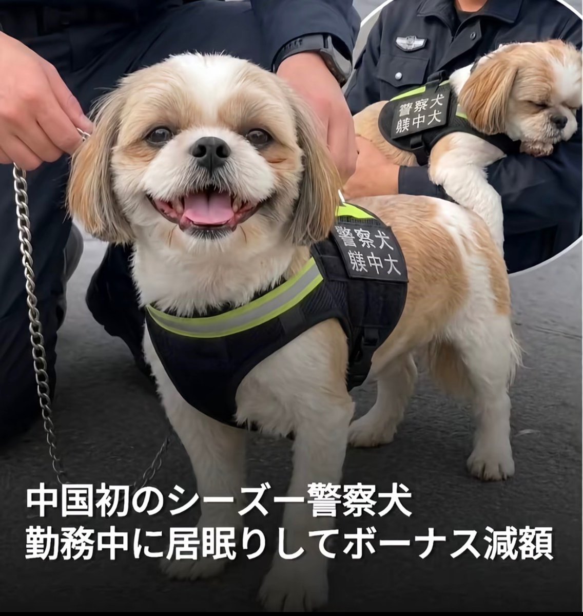 mettyasuki_bot's tweet photo. 幸せなニュースばっかで癒される https://t.co/MiQPiOXQCu