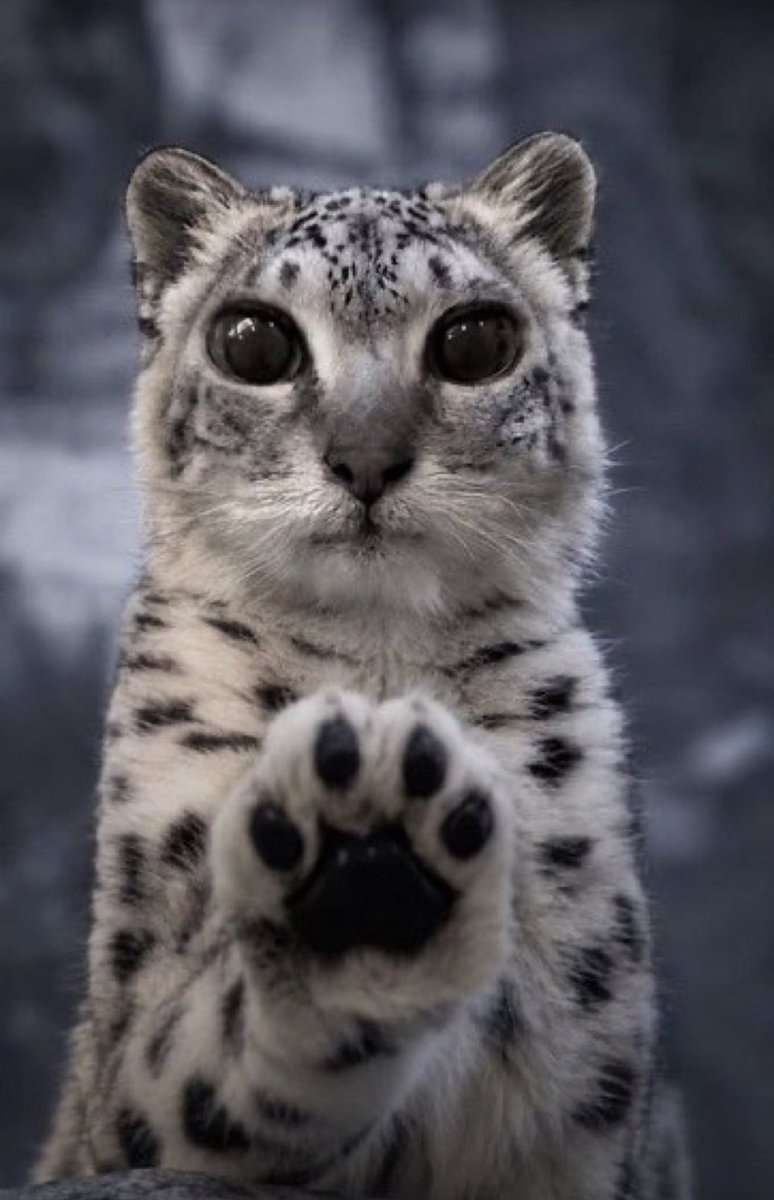 ashwglcj's tweet photo. @just_frosty_ *paws at you* https://t.co/WPeBsJuSM5