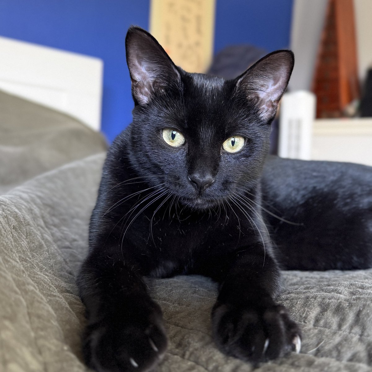 NoCommentAwi8's tweet photo. #NationalBlackCatDay https://t.co/TXjwafO9Vk