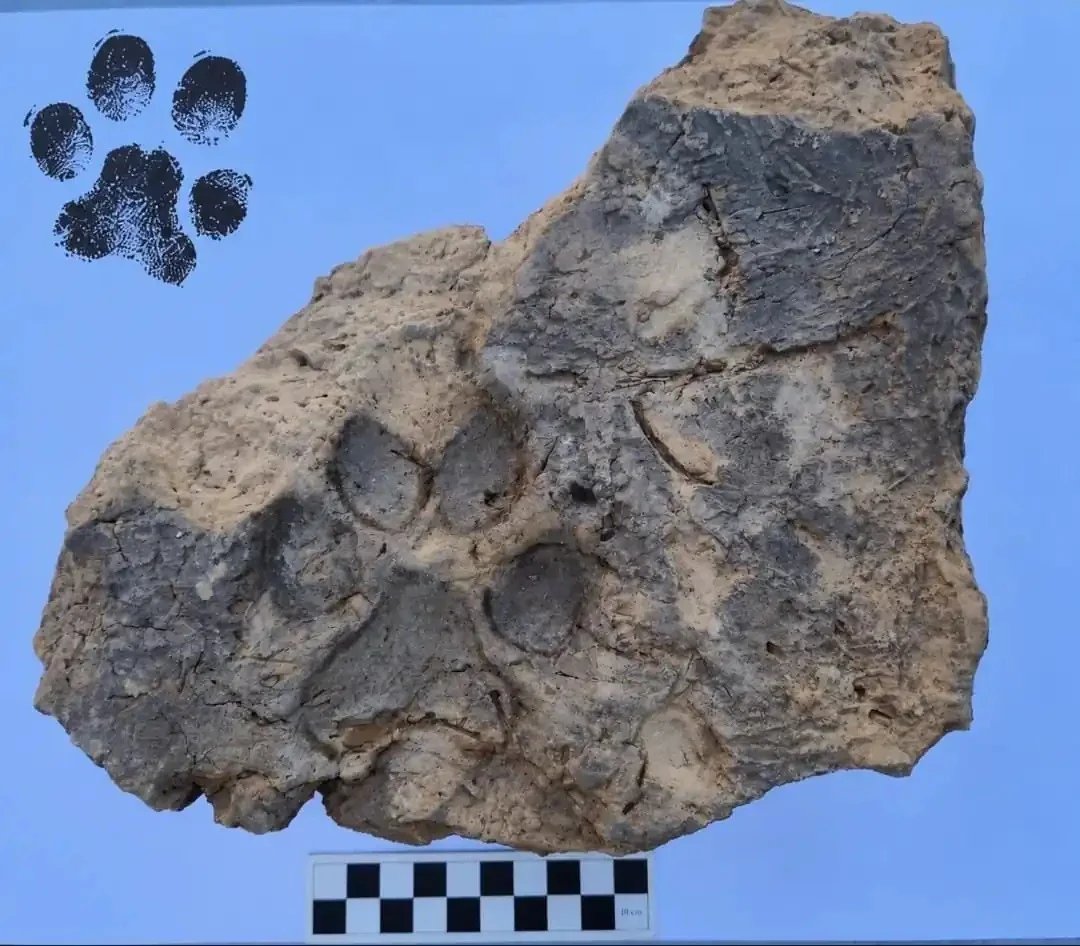 HistContent's tweet photo. A dog walked across a soft mudbrick at Tavşanlı Höyük in Kütahya, western Türkiye, about 4,000 years ago.

The brick was set into a house wall. The house later burned and collapsed, and the fire likely helped preserve the prints. Türkiye’s Culture Minister announced the find on 26 October.

Tavşanlı Höyük is a Bronze Age city of roughly 45 hectares, and its ancient name is still unknown.