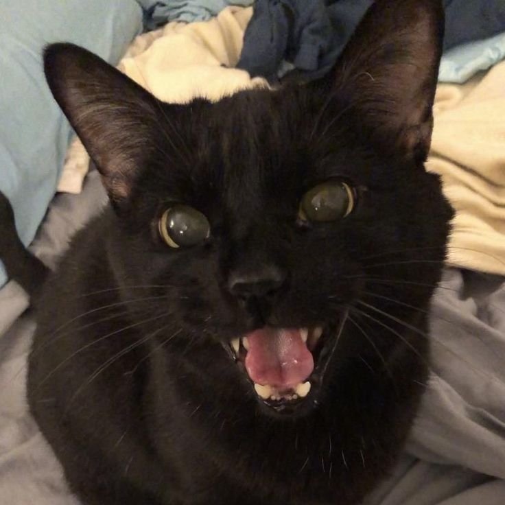 planetarygeaux's tweet photo. happy national black cat day https://t.co/i2sDr5E3U8
