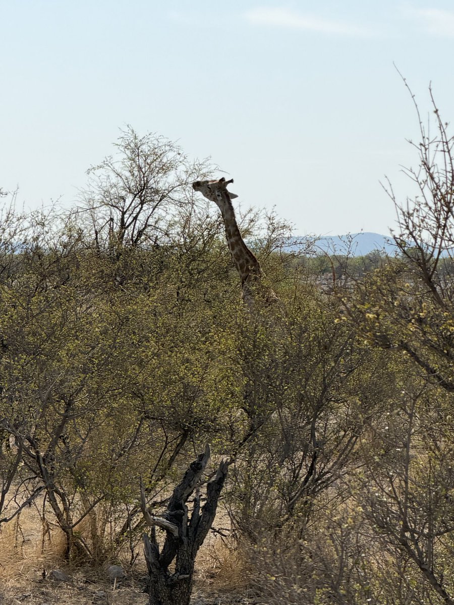 MunchPudding's tweet photo. #PostcardFromEtoshaNationalPark Two little boys practicing carrying water on their heads at the entrance to the park 💧 Then straight away, we saw some giraffes 🦒 Majestic! 🇳🇦 https://t.co/SM2pnI2WCX