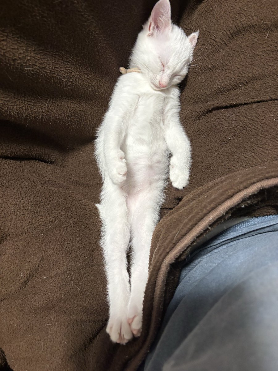 ten6kuu8fuku6's tweet photo. 寝てる時は天使だけど、起きてる時は残像 https://t.co/E8NX0TkwO4