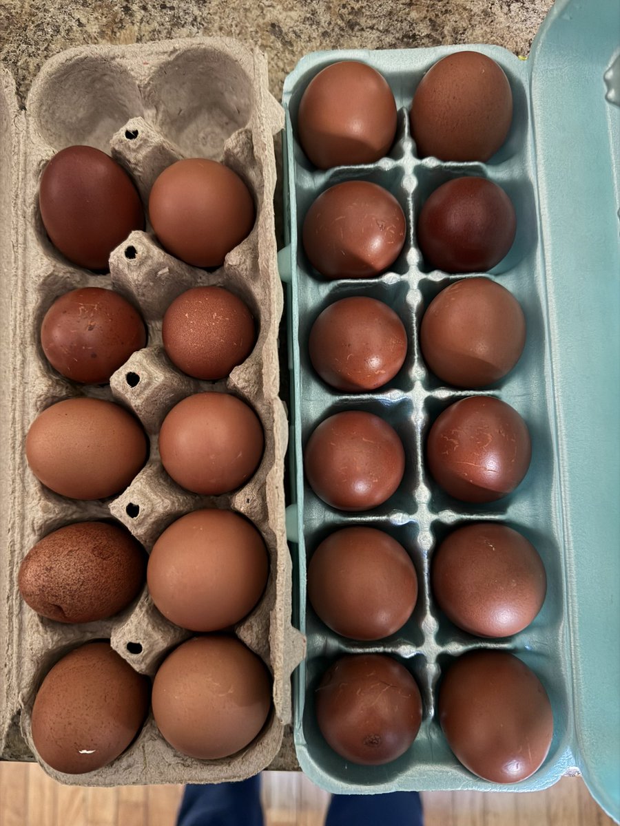 WifeOfCloud's tweet photo. Chicken fact!!  Growing up there was always the white egg vs brown egg question. But now that we have chickens, I love seen all the SHADES of brown.  These are all from our Copper marans. They are very consistent layers and I love it when we get super dark eggs. We also get some speckles sometimes.  I’ve never really noticed a taste difference… but I still prefer these. How about you?