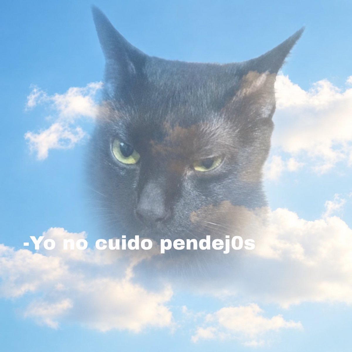 suusuumo's tweet photo. Yo: mi mascota me cuida desde el cielo🥹
Mi mascota: https://t.co/qlR1ARPVlF