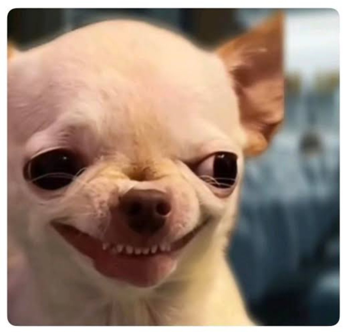 JulianLynchS's tweet photo. Para que cante Rush y luego lo eliminen 🤭
#YoSoy https://t.co/U4Yf58iD54