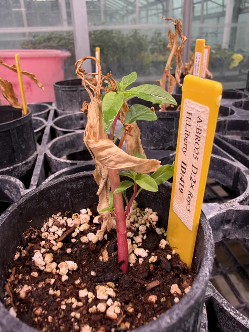 Image from Rodrigo Werle (@WiscWeeds)