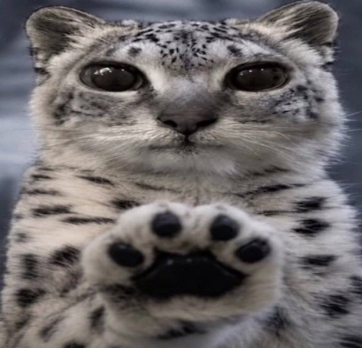 bpdexter_'s tweet photo. *paws at you* Don’t abandon me. 
*paws at you* Don’t abandon me.
*paws at you* Don’t abandon me.
*paws at you* Don’t abandon me. 
*paws at you* Don’t abandon me.
*paws at you* Don’t abandon me. https://t.co/tuCl4NebMp