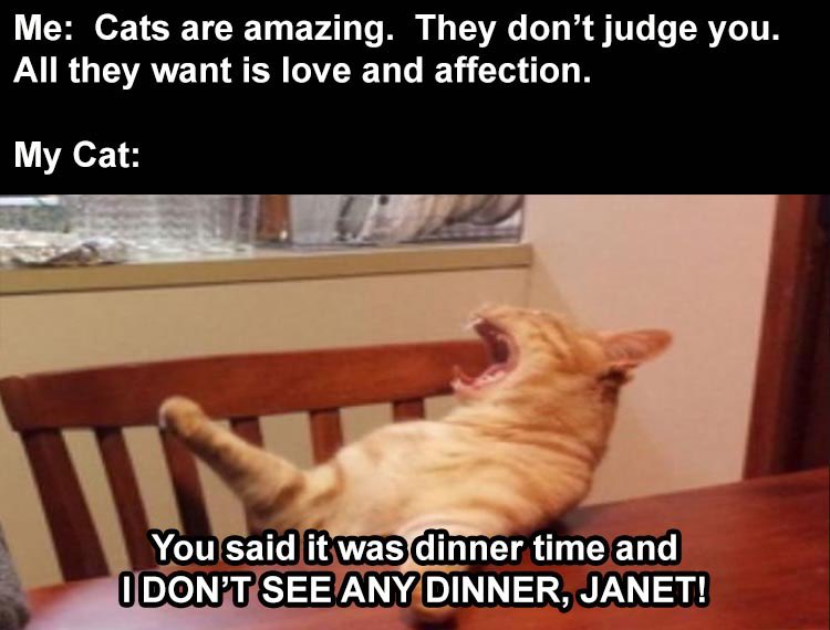 GeneralCattis's tweet photo. My cat may not be like other cats...
#NoticedSomethingOdd https://t.co/OgqnmI5txh