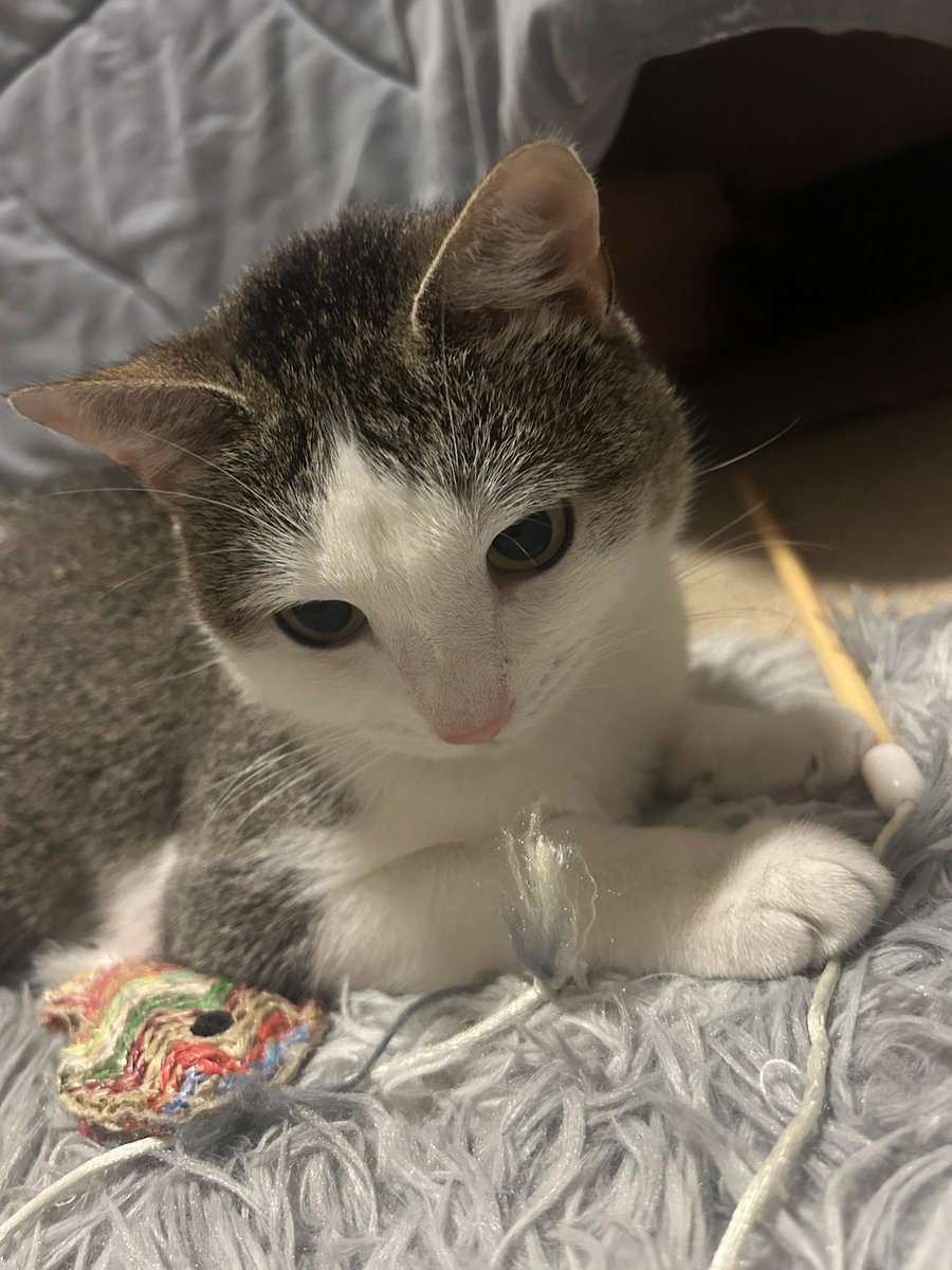 sellitelli's tweet photo. 25 😼 https://t.co/LMeqvqAgQL