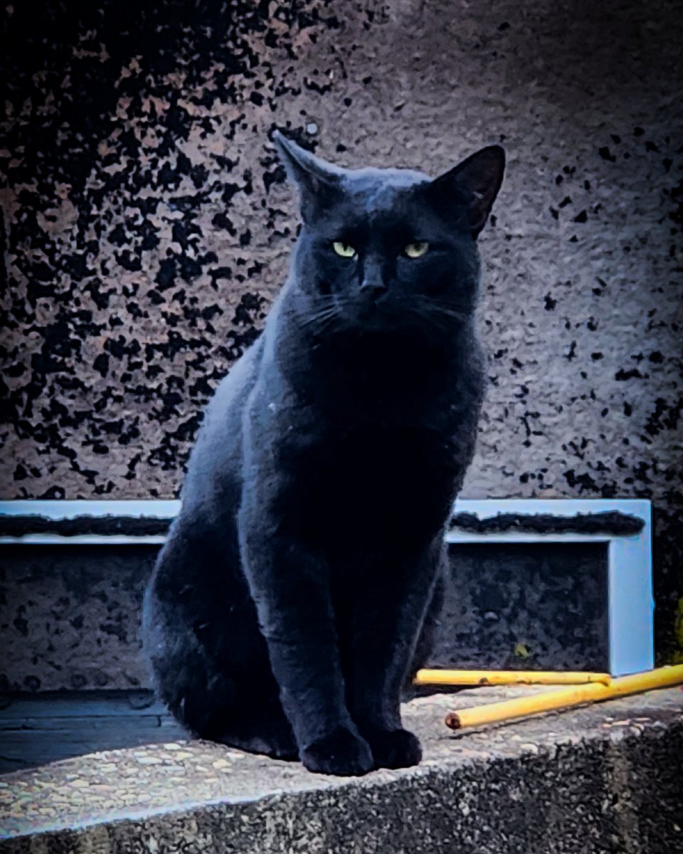 raphaconrad's tweet photo. Happy National Black Cat Day 🐈‍⬛️

(Shoutout to the local feral cat, Toothless)

#photography #cats #BlackCatAppreciationDay #NationalBlackCatDay #BlackCatDay https://t.co/xImtlbhdEj