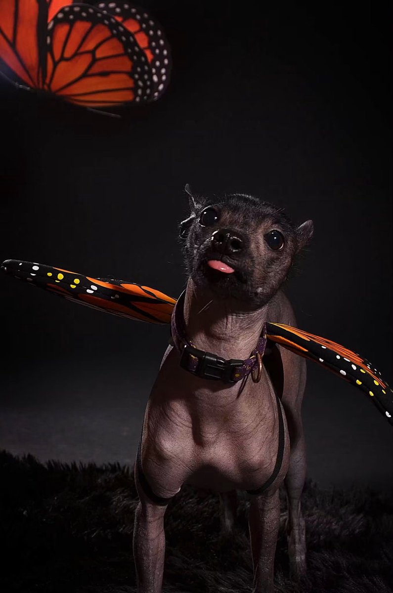 DiloConPerritos's tweet photo. El xoloitzcuintle, una raza canina emblemática de México, ha sido declarado Patrimonio Cultural Inmaterial de la Ciudad de México 🇲🇽 

Este reconocimiento, publicado este martes en la Gaceta Oficial por la Jefatura de Gobierno, coincide con la celebración del Día Nacional del Xoloitzcuintle, que se lleva a cabo cada 27 de octubre, lo que coincide con el #DiaDeMuertosMascotas 

La declaración tiene como objetivo proteger la raza canina, sus variedades y características biológicas, así como reconocer y salvaguardar las narraciones, creencias, conocimientos tradicionales, prácticas, simbolismos y expresiones culturales asociadas con el xoloitzcuintle.