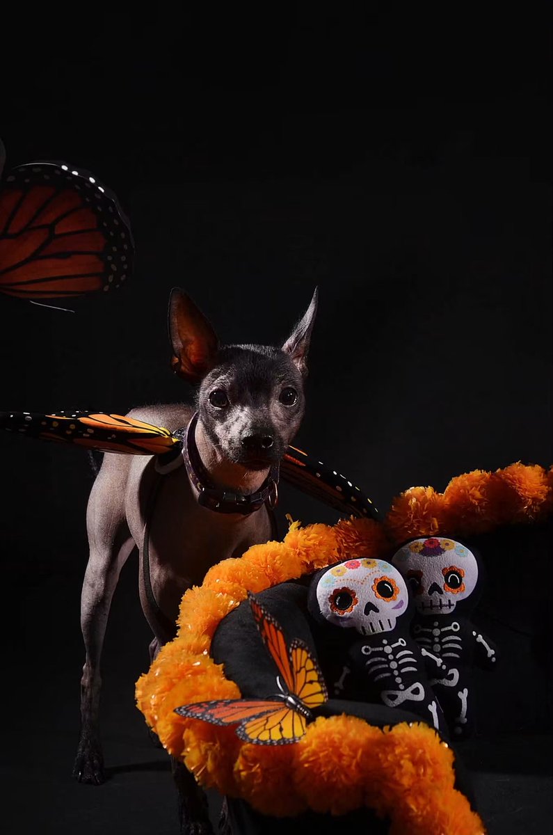 DiloConPerritos's tweet photo. El xoloitzcuintle, una raza canina emblemática de México, ha sido declarado Patrimonio Cultural Inmaterial de la Ciudad de México 🇲🇽 

Este reconocimiento, publicado este martes en la Gaceta Oficial por la Jefatura de Gobierno, coincide con la celebración del Día Nacional del Xoloitzcuintle, que se lleva a cabo cada 27 de octubre, lo que coincide con el #DiaDeMuertosMascotas 

La declaración tiene como objetivo proteger la raza canina, sus variedades y características biológicas, así como reconocer y salvaguardar las narraciones, creencias, conocimientos tradicionales, prácticas, simbolismos y expresiones culturales asociadas con el xoloitzcuintle.
