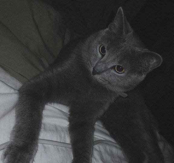sinctuum's tweet photo. owlcat https://t.co/SXjrOWbglG