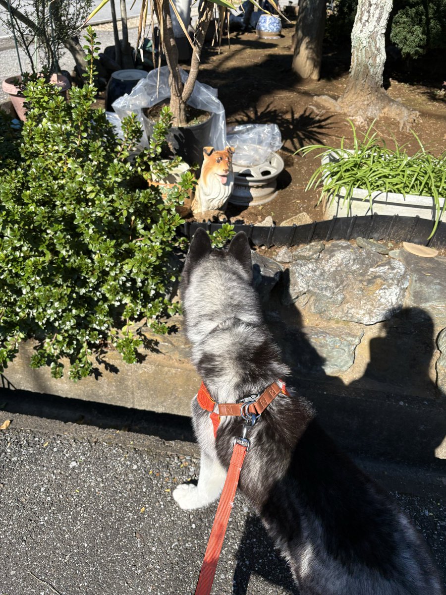 Husky_yyyyyyyyy's tweet photo. ①なんだコイツは…
飼い主（なになに）
②犬、、なのか？…
飼い主（あ、犬の置物だ）
③犬だ!遊ぼ！遊ぼ！（プレイバウ）

飼い主（……は？） https://t.co/o666xYHkXM