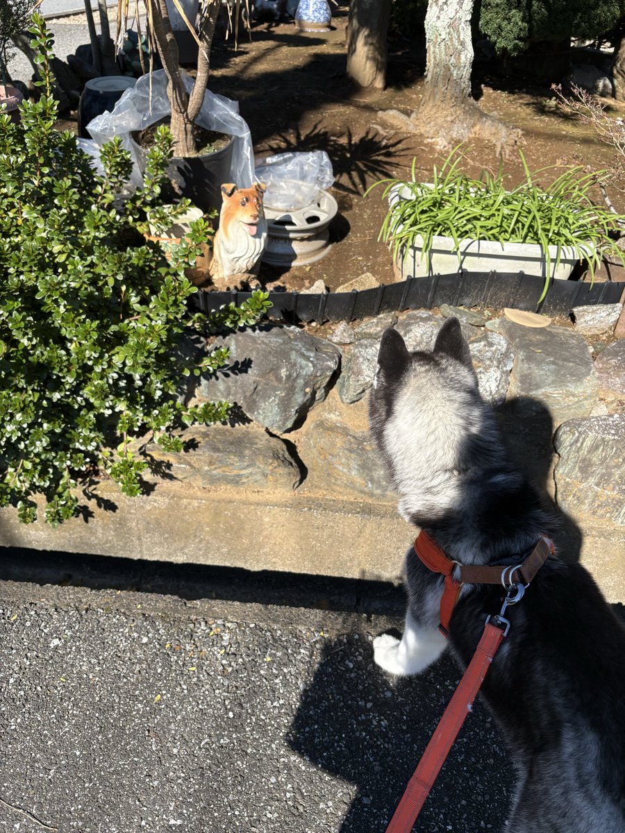 Husky_yyyyyyyyy's tweet photo. ①なんだコイツは…
飼い主（なになに）
②犬、、なのか？…
飼い主（あ、犬の置物だ）
③犬だ!遊ぼ！遊ぼ！（プレイバウ）

飼い主（……は？） https://t.co/o666xYHkXM