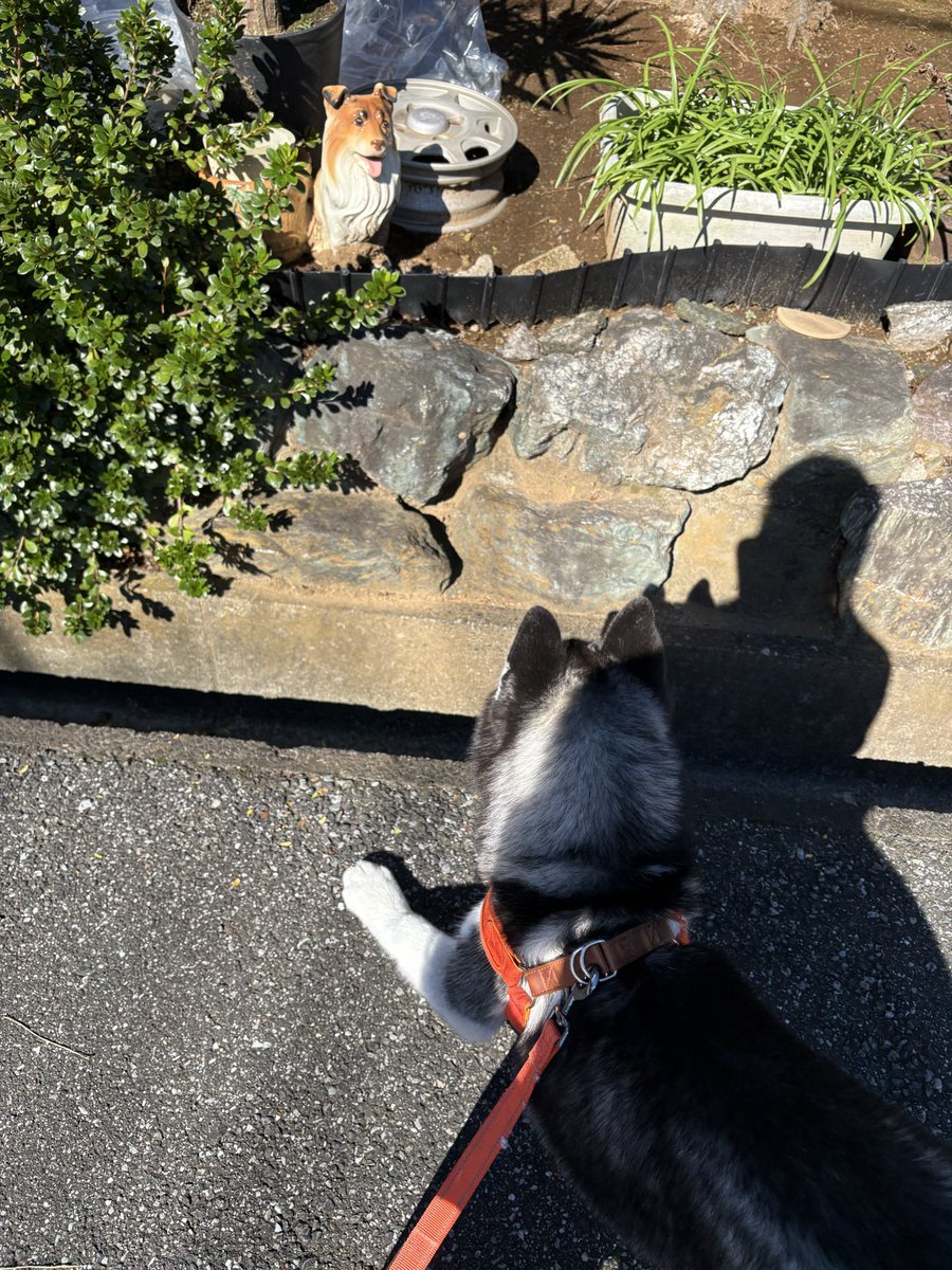 Husky_yyyyyyyyy's tweet photo. ①なんだコイツは…
飼い主（なになに）
②犬、、なのか？…
飼い主（あ、犬の置物だ）
③犬だ!遊ぼ！遊ぼ！（プレイバウ）

飼い主（……は？） https://t.co/o666xYHkXM