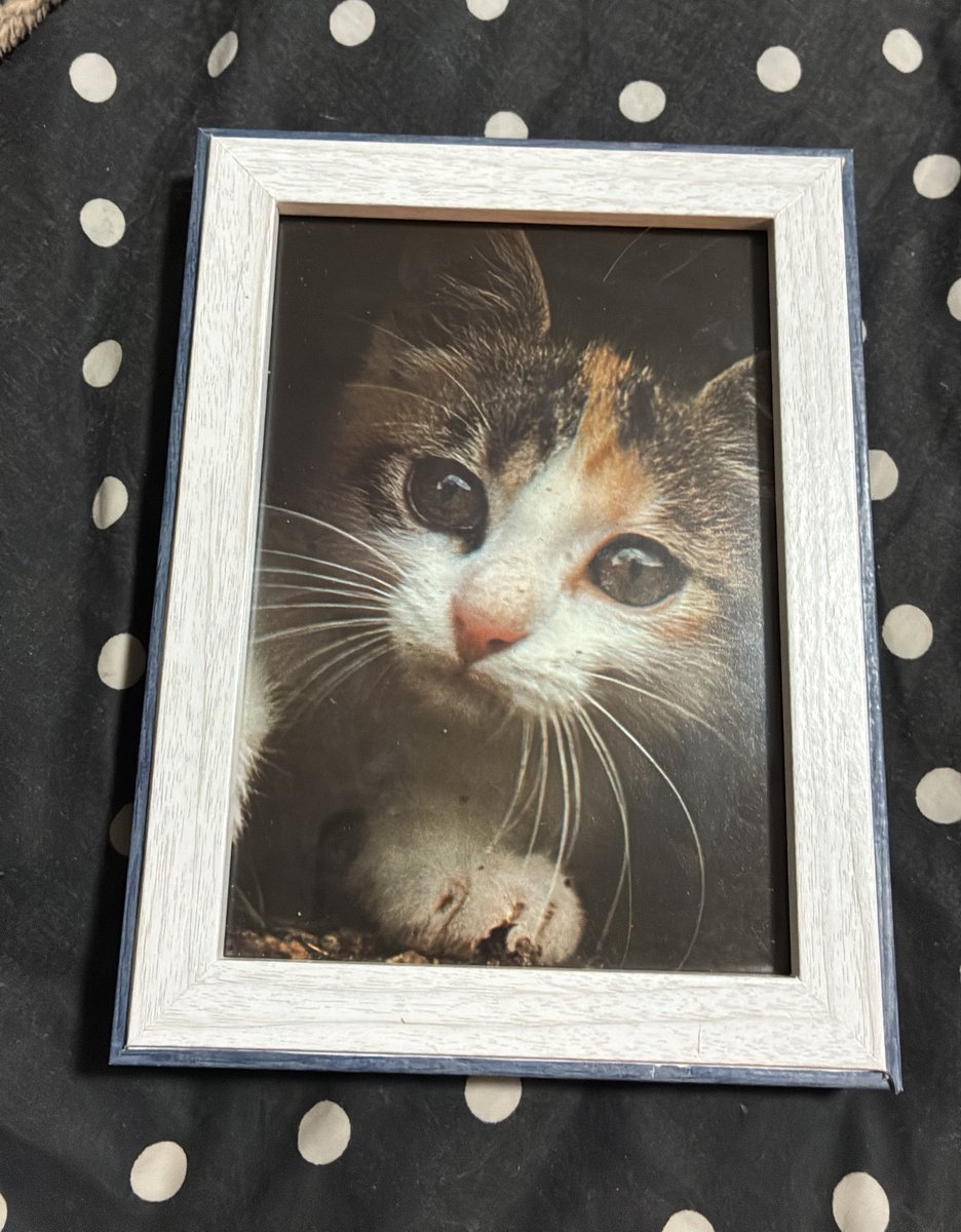 motivesplit's tweet photo. i just be buying shit on ebay idk whose cat this is but they’re going on my wall k? loves it https://t.co/3peDHiVLHM