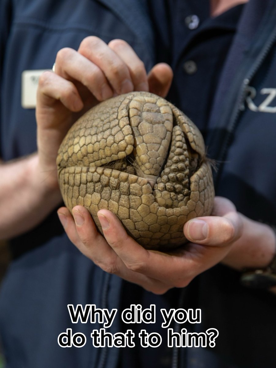 Edinburgh_Zoo's tweet photo. Don’t worry, armadillos roll into a ball as a defence mechanism. Curling up lets their hard armour (called osteoderms) protect their softer underside 🛡️

Predators have a much harder time biting and clawing a tiny armoured ball! https://t.co/TvonAQzeWG