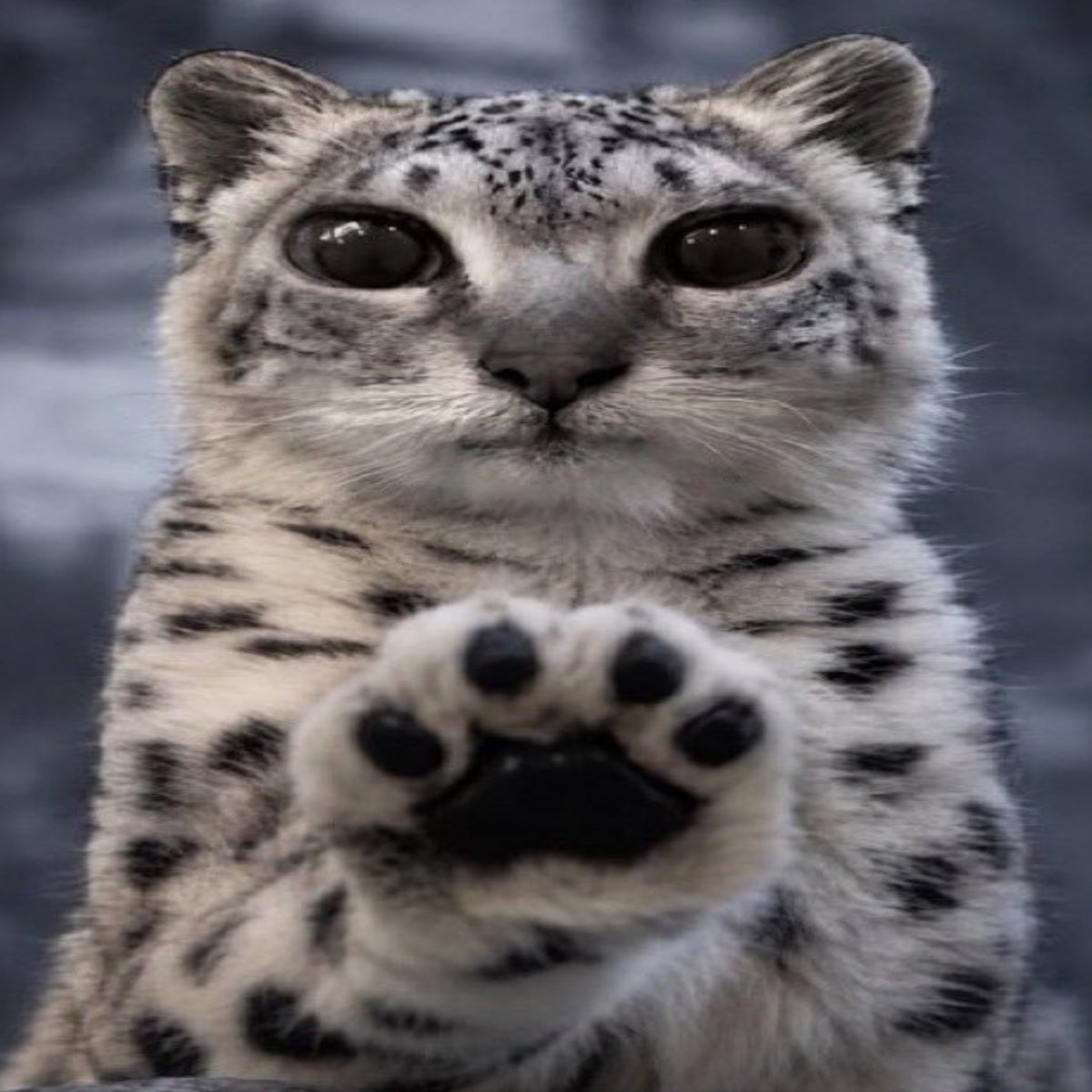 Miedoalachamba's tweet photo. Amo este putísimo gato https://t.co/VodVI6bdL8