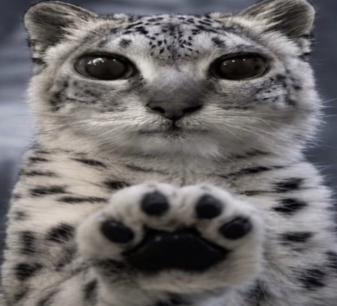 haverrder_'s tweet photo. @Llllopoman son https://t.co/XN0aRdIdwy