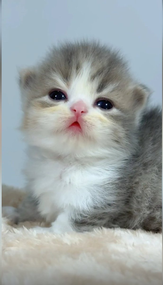 culKitten's tweet photo. 为何我的小猫那么可爱！ https://t.co/f0nHygRW3m
