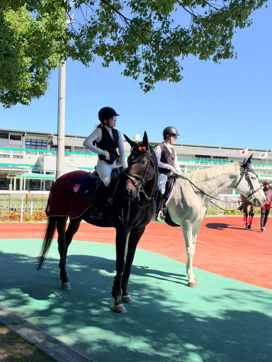 sonoda_himeji's tweet photo. #HUK #園田競馬 #阪神アーバン競馬

🐴✨ 新しい誘導馬デビューのお知らせ！

新しい誘導馬として調教を重ねてきた「ナリタザクラ号」が、いよいよデビューします！🎉

📅 11/5(木)　第1レース

新たな仲間として園田競馬場で活躍するナリタザクラ号に、皆さまの温かいご声援をよろしくお願いいたします！🐎💐