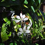 Photo by Platanus_Hiro 🍃🌿🍀 (@leaf_Platanus)