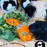 Photo by Farm Stop (@FarmStopABZ)