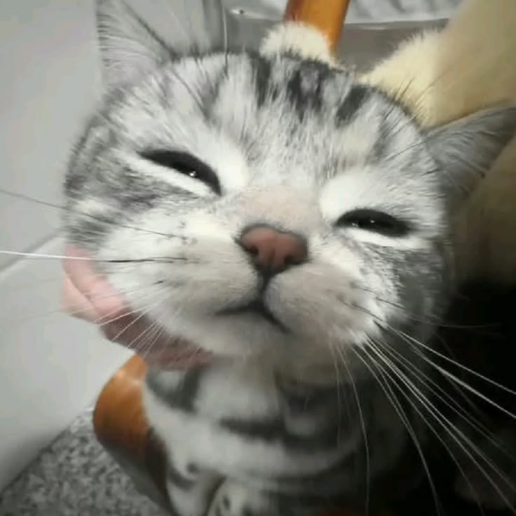 DaryNyaa's tweet photo. 😑😸 https://t.co/Cy78fEhdS5