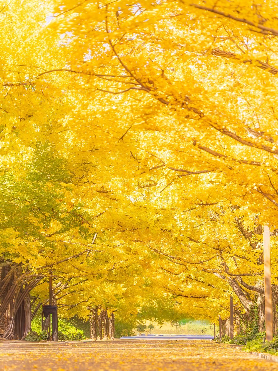 yjueyn's tweet photo. The season dyed in golden hues, so pretty https://t.co/eaPkuialJ3
